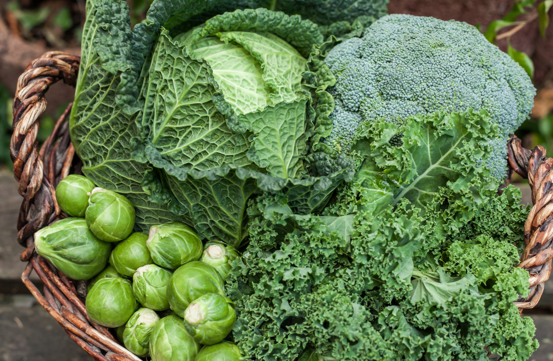 Buy Vegetables, Flowers, Natives and Herbs Online